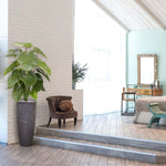 Carica immagine nella visualizzazione Galleria, ALOCASIA CALIDORA DELUXE 115 CM