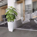 Carica immagine nella visualizzazione Galleria, ALOCASIA CALIDORA DELUXE 115 CM