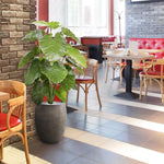 Carica immagine nella visualizzazione Galleria, ALOCASIA CALIDORA DELUXE 115 CM