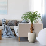 Carica immagine nella visualizzazione Galleria, Palma Areca Deluxe 120 cm