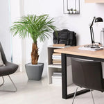 Carica immagine nella visualizzazione Galleria, Palma Areca Deluxe 120 cm