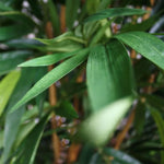 Carica immagine nella visualizzazione Galleria, Bambu Deluxe 180 cm