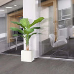 Carica immagine nella visualizzazione Galleria, Banana Royal 165 cm