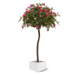 Carica immagine nella visualizzazione Galleria, Albero Bougainville XL 275 cm