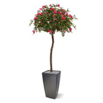 Carica immagine nella visualizzazione Galleria, Albero Bougainville XL 275 cm