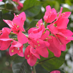 Carica immagine nella visualizzazione Galleria, Albero Bougainville XL 275 cm