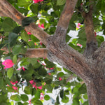 Carica immagine nella visualizzazione Galleria, Albero Bougainville XL 275 cm