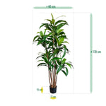 Carica immagine nella visualizzazione Galleria, Albero Del Drago Dracaena Fragrans 170 cm
