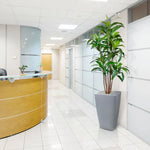 Carica immagine nella visualizzazione Galleria, Albero Del Drago Dracaena Fragrans 170 cm