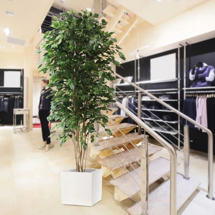 Ficus Exotica Deluxe 210 cm