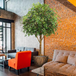Carica immagine nella visualizzazione Galleria, Albero Gigante ficus Exotica 290 cm
