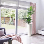 Carica immagine nella visualizzazione Galleria, Palma Golden Kane Areca 180 cm