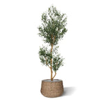 Carica immagine nella visualizzazione Galleria, Ulivo Promo 180 cm