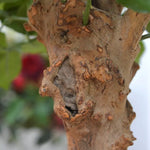 Carica immagine nella visualizzazione Galleria, Rosa Rossa su Tronco in vaso 75 cm