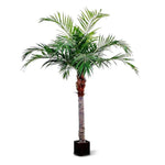 Carica immagine nella visualizzazione Galleria, Palma Majesty gigante 350 cm