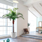 Carica immagine nella visualizzazione Galleria, Palma Majesty gigante 350 cm