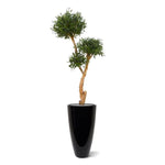 Carica immagine nella visualizzazione Galleria, Bonsai Di Olivo Deluxe x3 160 cm