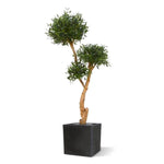 Carica immagine nella visualizzazione Galleria, Bonsai Di Olivo Deluxe x3 160 cm