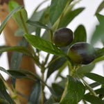 Carica immagine nella visualizzazione Galleria, Bonsai Di Olivo Deluxe x3 160 cm