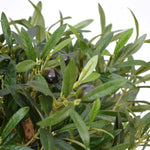 Carica immagine nella visualizzazione Galleria, Bonsai Di Olivo Deluxe x3 160 cm