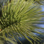 Carica immagine nella visualizzazione Galleria, Pino Deluxe Xl 160 cm Protezione Uv