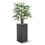 Carica immagine nella visualizzazione Galleria, Palma Raphis 75 cm