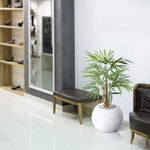 Carica immagine nella visualizzazione Galleria, Palma Raphis 75 cm