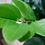 Carica immagine nella visualizzazione Galleria, Zamio culcas xl 120 cm