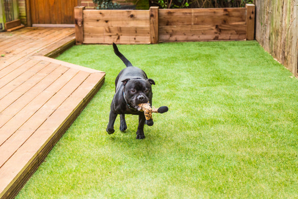 Il Prato Sintetico ideale per cani : Una Guida Completa per un Spazio Condiviso Sicuro e Confortevole