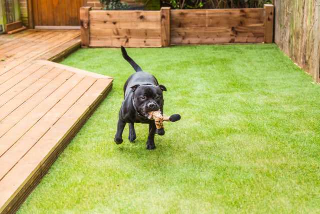 Il Prato Sintetico ideale per cani : Una Guida Completa per un Spazio Condiviso Sicuro e Confortevole