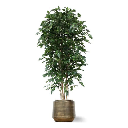 Ficus Exotica Deluxe 210 cm