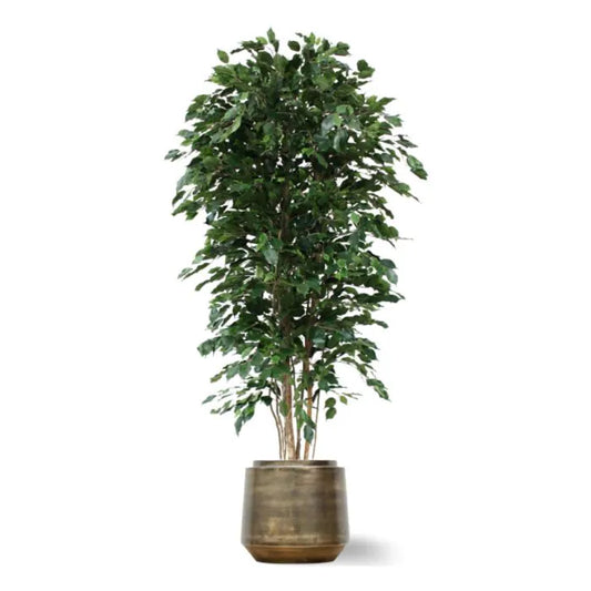 Ficus Exotica Deluxe 210 cm