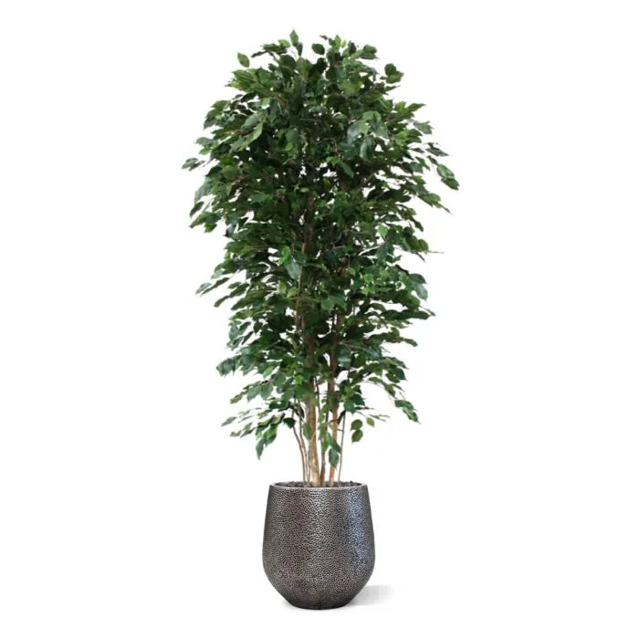 Ficus Exotica Deluxe 210 cm