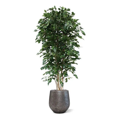 Ficus Exotica Deluxe 210 cm