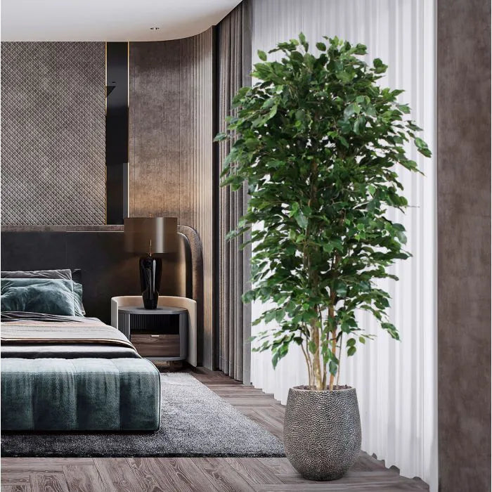 Ficus Exotica Deluxe 210 cm