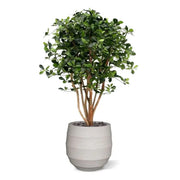 Ulivo Orientale Deluxe 120 cm