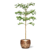 bucida Buceras 180 cm