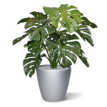 Carica immagine nella visualizzazione Galleria, Monstera Deluxe 75 cm
