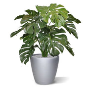 Monstera Deluxe 75 cm