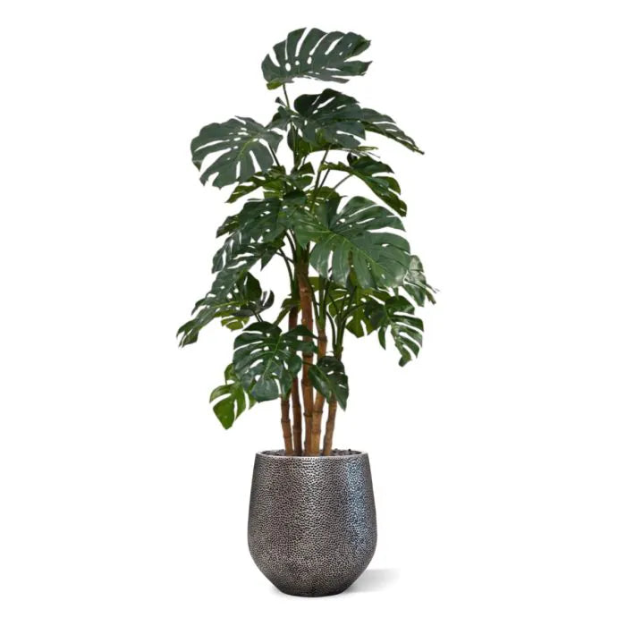 albero Di monstera Deluxe 180 cm