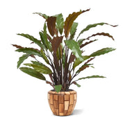 Calathea Rossa in vaso 60 cm