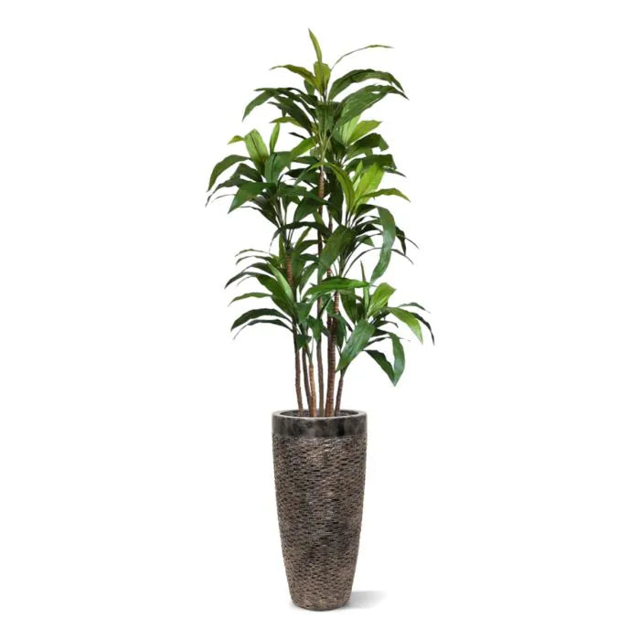 Albero Del Drago Dracaena Fragrans  170 cm