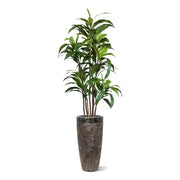 Albero Del Drago Dracaena Fragrans  170 cm