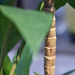 Carica immagine nella visualizzazione Galleria, Albero Del Drago Dracaena Fragrans  170 cm
