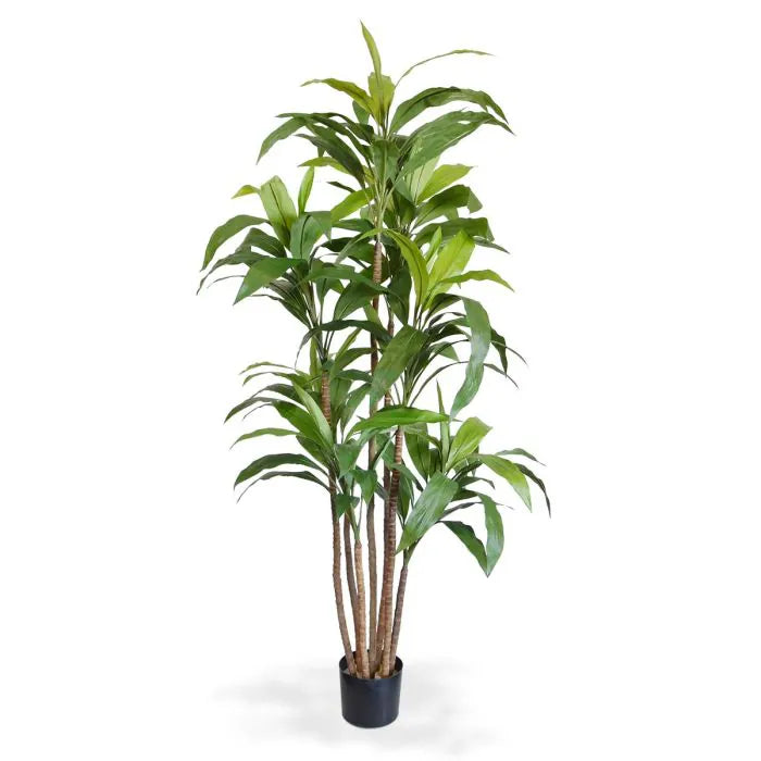 Albero Del Drago Dracaena Fragrans  170 cm