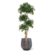 Bonsai Di Acero Deluxe 170 cm