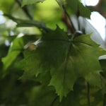 Carica immagine nella visualizzazione Galleria, Albero Acero Deluxe 240 cm
