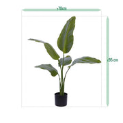 Strelitzia Nicolai 90 cm