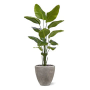 Strelitzia Nicolai 175 cm