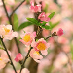 Carica immagine nella visualizzazione Galleria, Albero di Fiori gigante deluxe 275 cm
